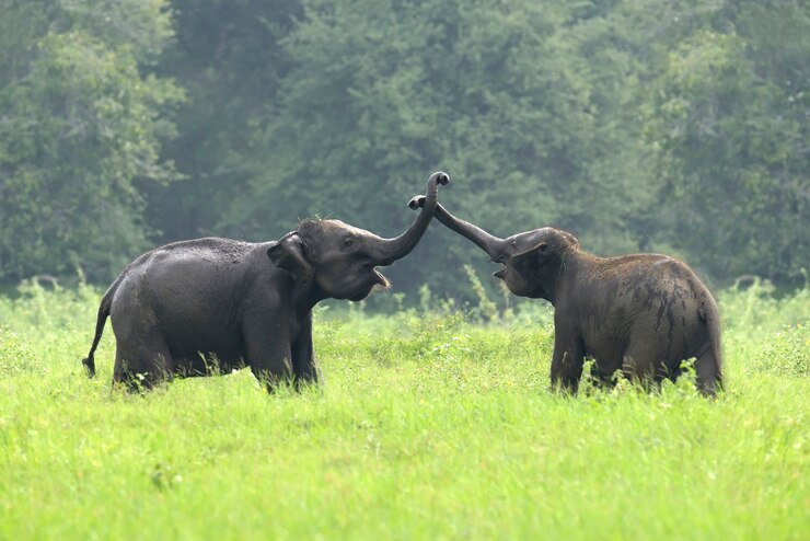 book corbett safari