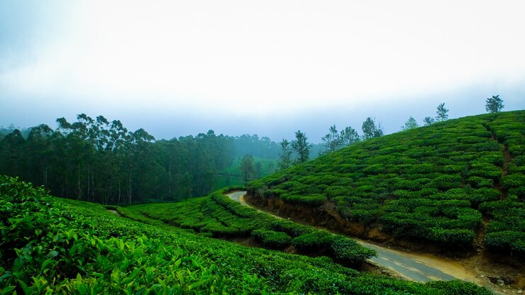 kerala trip package