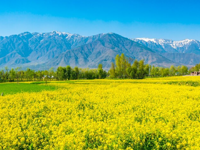 srinagar tour package